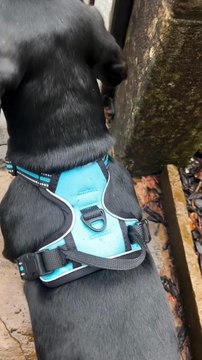 Automatic Retractable Dog Leash Smart Design, Chew-Resistant, Heavy Duty Retractable Dog Leash UK