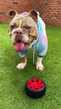 Tyre Shape Toy For Dog & Puppy Dog Teething Toys