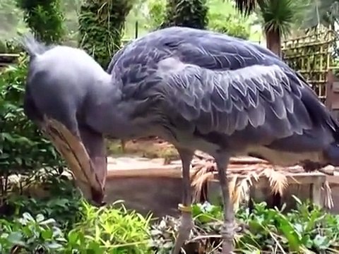 A big beak bird typically refers to a bird species with a notably large or prominent beak. Examples include: 1. **Hornbill** - Known for their large, curved beaks that can be quite colorful and often have a casque on top. 2. **Pelican** - Features a lo