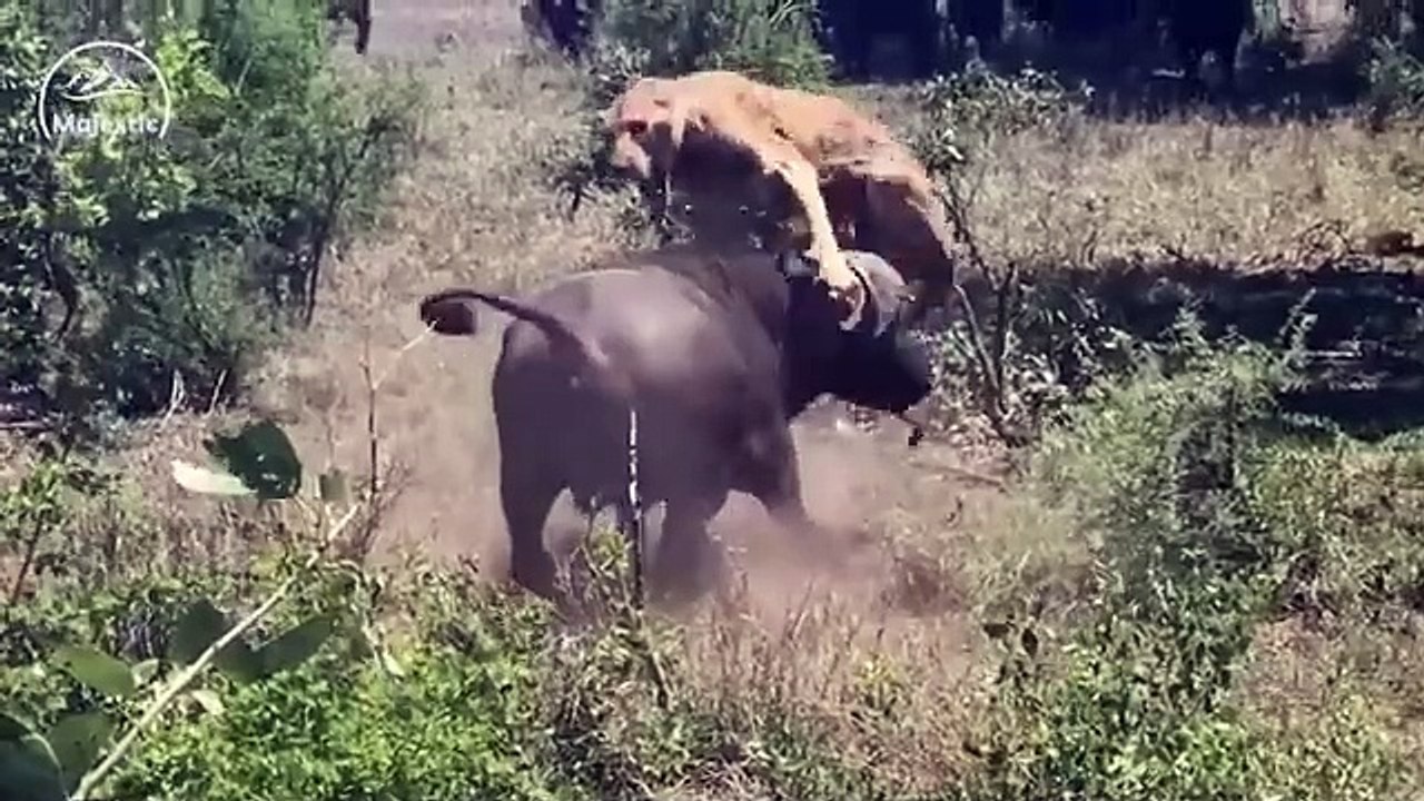 12 Impressive Moments When Deadly Horns Crush Predators (1)