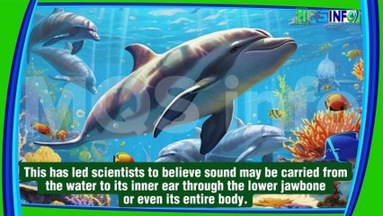 What are some interesting and Amazing facts about dolphins - MQS info #facts #didyouknow #dolphin