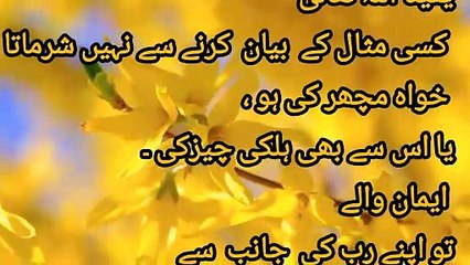 Allah said in his book  ( Quran e pak) | islamic video| islam knowledge|