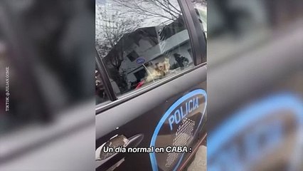 Rescatan a un mono que estaba en cautiverio en una casa de Mataderos