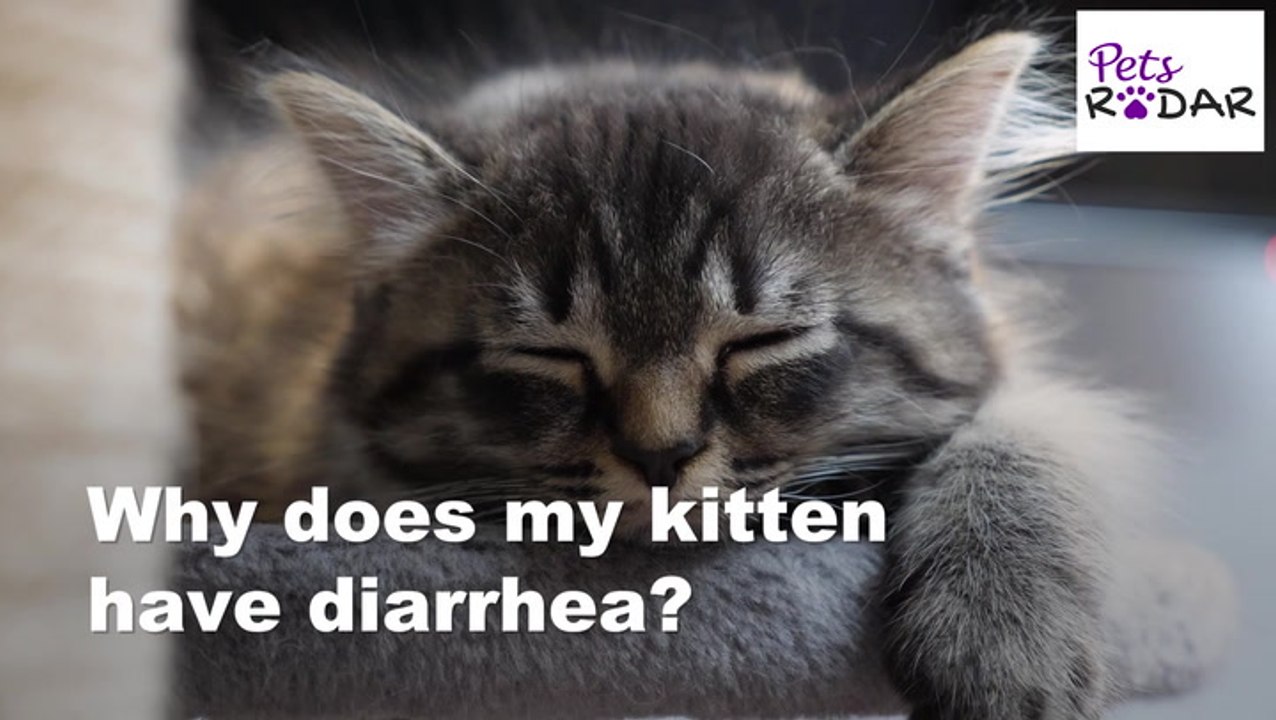 What Should I Do If My Kitten Has Diarrhea? video Dailymotion