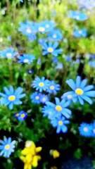 Flowers of Japan