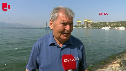 Bayraklı sahiline binlerce ölü balık vurdu: ‘Son 25 yılın en kirli İzmir Körfezi’
