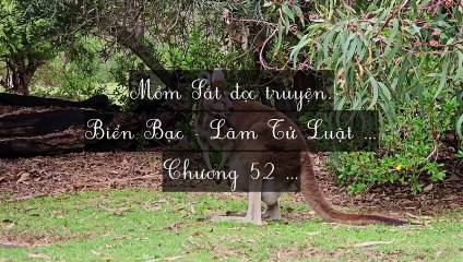C49-C56 Biển Bạc - Lâm Tử Luật