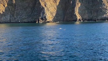 largest California sea lions