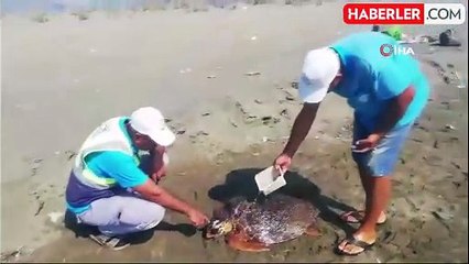 Yaralı caretta caretta tedavi altına alındı