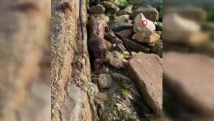 Nesli tükenmekte olan su samuru İstanbul'da görüldü