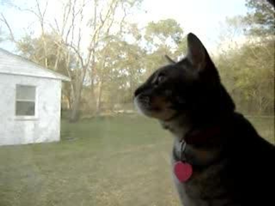 Chat qui chante