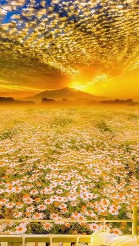 Breathtaking Sunrises over a vast field of Daisies