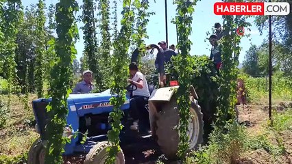 Bilecik'te Şerbetçiotu Hasadı Yetersiz Kaldı