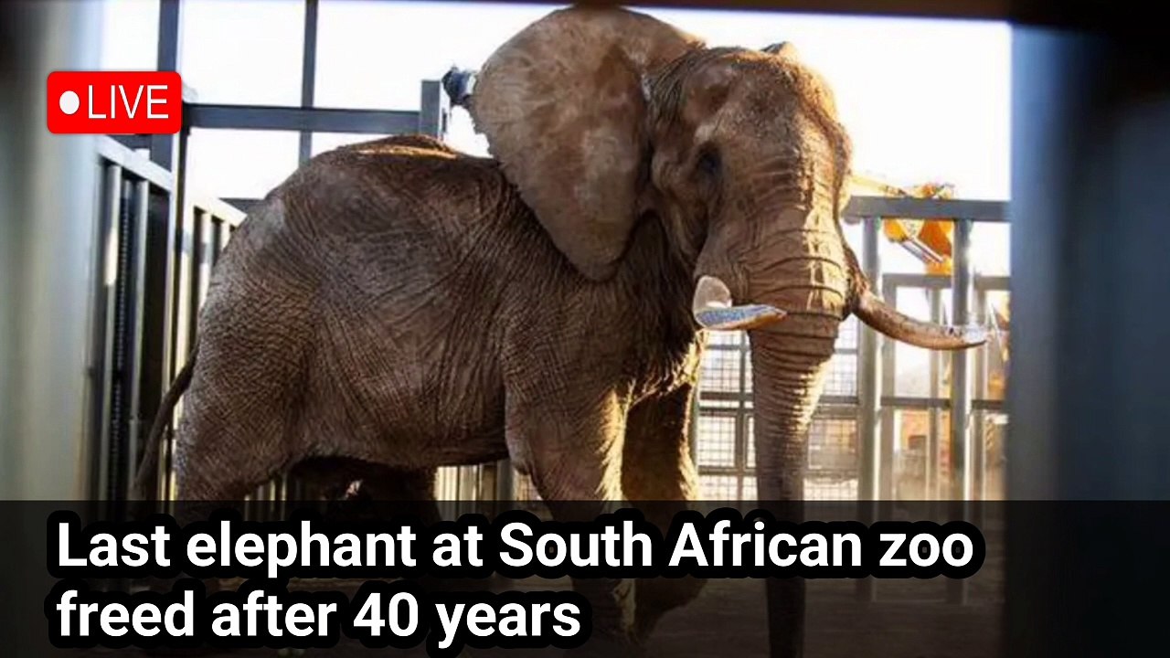 Last elephant at South African zoo freed after 40 years | Elephant | BBC london