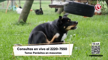 Entrevista - Parásitos en mascotas