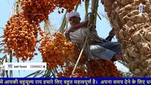 Expatriates_in_Vegetable_Markets_Of_Saudi_Arabia___Jeddah_Labor___KSA_Updates_For_Indian___Pakistani(360p)