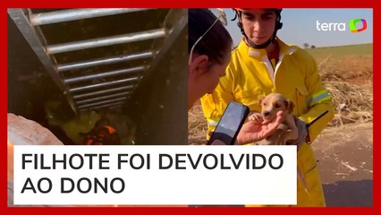 Bombeiros salvam filhote preso em tubulação de esgoto em Ribeirão Preto