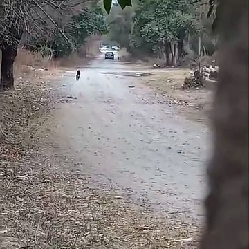 Filmaron a personas abandonando un perro a metros del Centro de Adopciones Mancilla