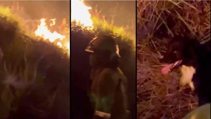 ¡Qué ternura y valentía! Perrito en Cali "protegió" a los bomberos en el incendio de Normandía