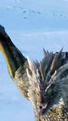 game of thrones mother of dragon