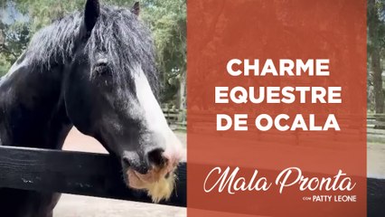 Patty Leone mostra detalhes da “Capital Mundial dos Cavalos” nos EUA | MALA PRONTA