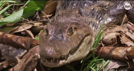 Hombre muere por ataque de cocodrilo en Chepo