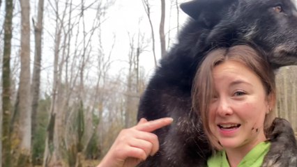 Rescued Wolf Dog Immediately Recognizes His Long-Lost Brother