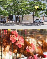 ក្រសួងសុខាភិបាល ​រក​ឃើញ​កុ--មា--រី​អាយុ១៥​ឆ្នាំ​ម្នាក់ ​ស្លា--ប់​ដោយសារ​ជំងឺផ្តាសាយបក្សី