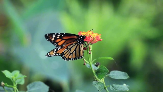 Manzil dua | منزل | Islamic dua | dua for cure n protection of black magic | dua for nazrebad