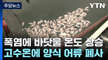 고수온에 양식 어류 집단 폐사...양식장 '비상' / YTN