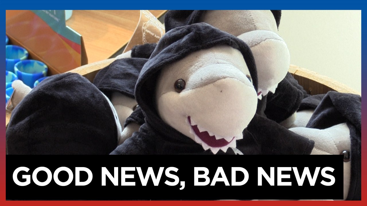 Great white sharks bring more tourists -- and w...