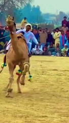 Beauty of Pak Traditionviral shortscamel dance1 Millionfollowerchallenge{}toptrending[]uswahkhan