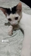 El #Gato Pernanca acostado descansando en la cama es bien jugueton y esta bien bonito #animales #pet