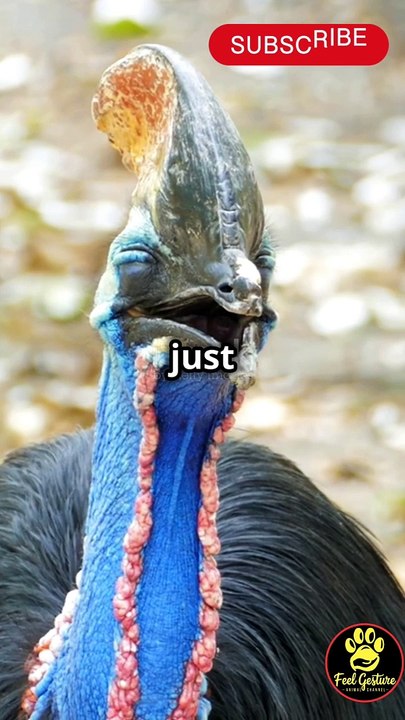 All kinds of info for different types of Animals