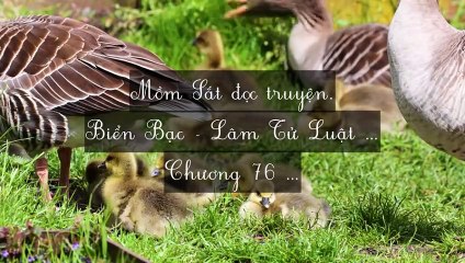 C73-C80 Biển Bạc - Lâm Tử Luật