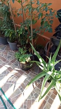 ️ #Habanero #chile #aji #guindillas #Plantas #Arboles #macetas #patio #hortaliza #jardin #cultivo