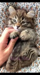 Funny Facts about Cat