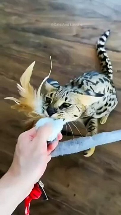 funny cats episode 144