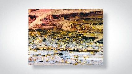 Different Termite Species Require Different Solutions