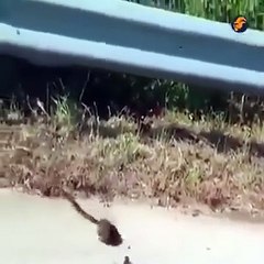 Snak and rat how to save his small rat video