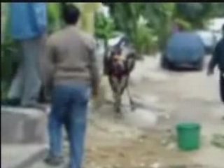 Vache reincarnation de bruce lee !!!