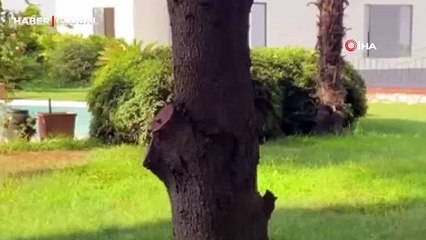 Bursa'da villaya kaçak giren domuz havuz keyfi yaptı