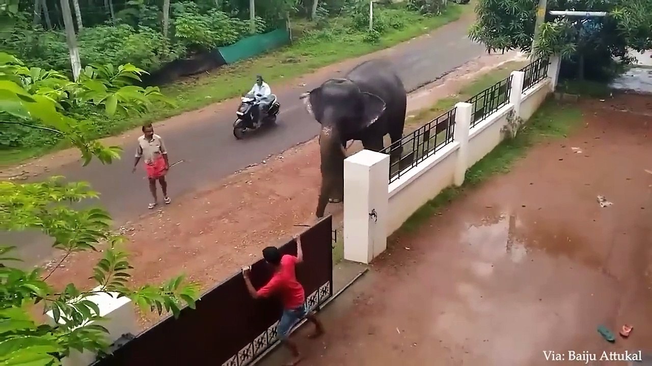 These Animals Don't Forget Their Owners After Years Animal Reunion