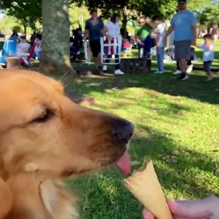 Fluffy Puppies Playing in the Park - Cute Small Dog Compilation
