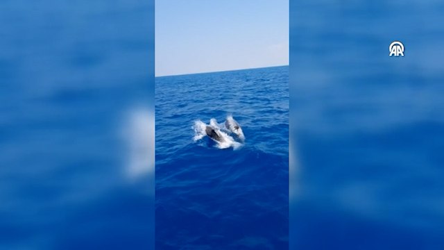 Yelkenliye eşlik eden yunuslar kamerada