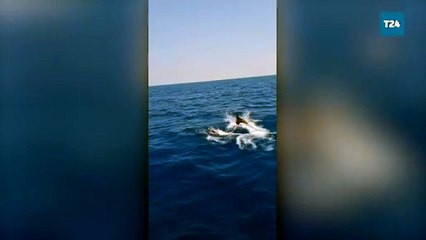 Hatay'da yelkenliye eşlik eden yunuslar kamerada