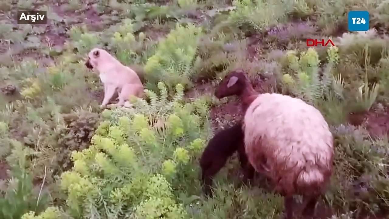 'Kral' yine sadık kaldı; bu sefer de doğum yapan eşeği yalnız bırakmadı