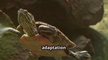 The Critter That Breathes Through Its Butt To Survive !