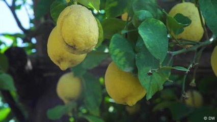 Limoneros italianos en peligro