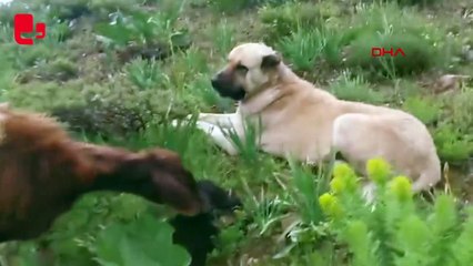 Koyunu doğumunda yalnız bırakmayan 'Kral' isimli köpek eşeği de yalnız bırakmadı